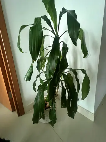 Two Indoor Dracena Corn Plants 🪴