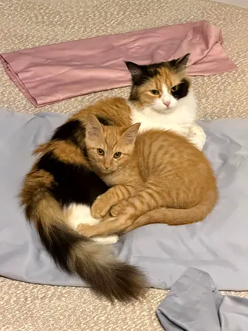 Daisy mom-cat  Kitten Gingy-boy