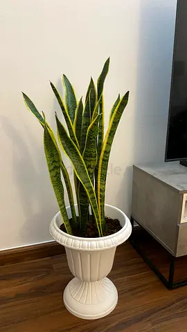 Sansevieria (Snake Plant) in Decorative White Planter - Indoor