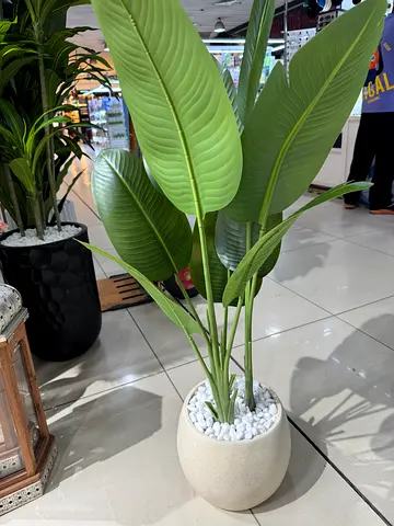 Larges Indoor Potted Plant in stylish pot