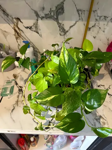Healthy Golden Pothos (Epipremnum) - Ready to Replant / Indoor Greenery