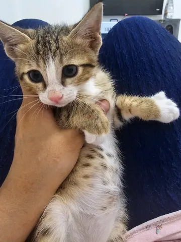 Free kitten for adoption