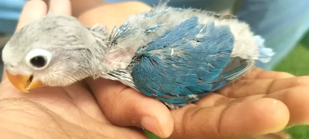 Hand-raised fisher lovebird chick