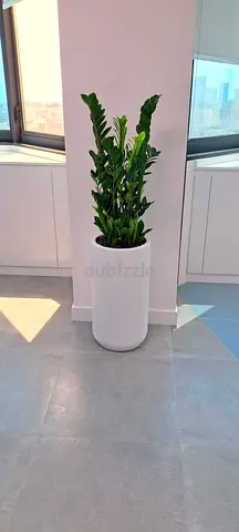 Indoor Plants