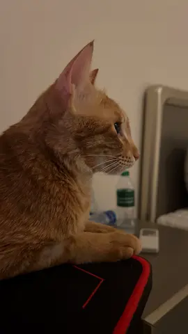 orange male cat 1 year old , vaccinated and with his passport also food and box.