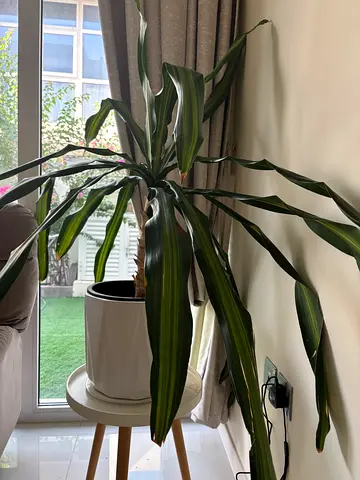 Dracaena fragrans ‘Massangeana’ Green Plant