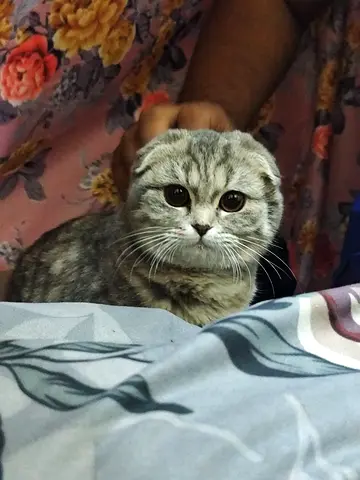 Lost and found scottish cat