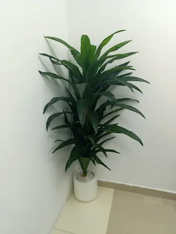 Artificial Plant