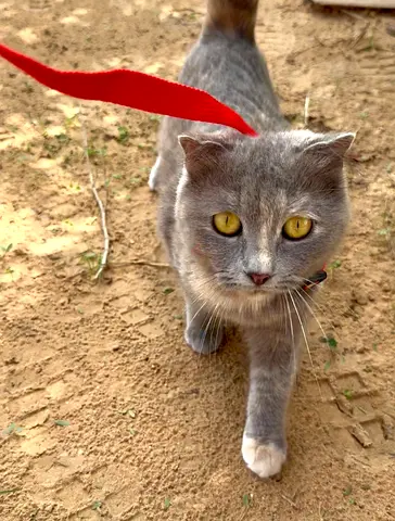 Bella —  lovely cat ready for adoption