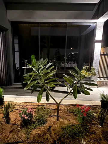 Plumeria (Frangipani) small garden tree - healthy, flowering