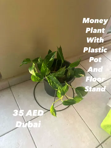 Plant