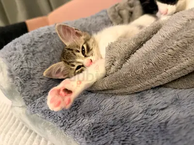 Kitten for free adoption