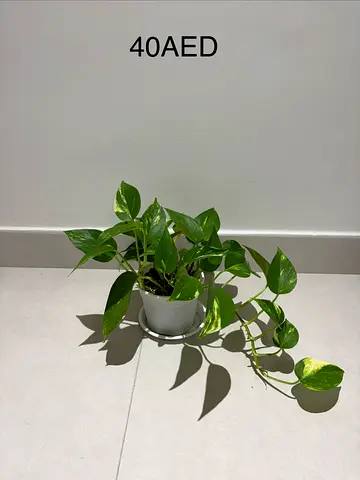 Golden Pothos (Epipremnum aureum) in white pot - 40 AED