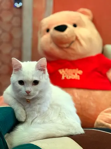 Cat for free Adoption