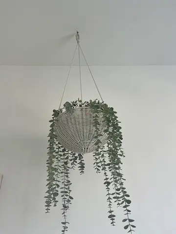 Hanging Wicker Planter Basket with plant - White, Decorative Wall-Mounted