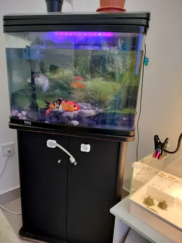 medium size Home Aquarium with Cabinet - Ready to Use (Includes Fish  Filter, air pump)
