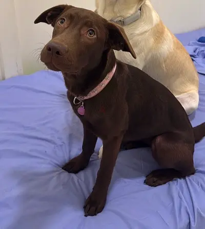 5 month puppy chocolate labrador