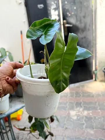 Burle max cuttings, 3 rooted cuttings in one pot
