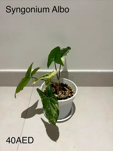 Syngonium Albo potted indoor plant - variegated leaves
