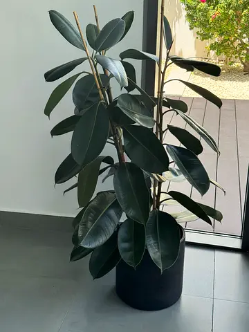 Large Rubber Plant (Ficus elastica) in Black Planter - Healthy Indoor Plant