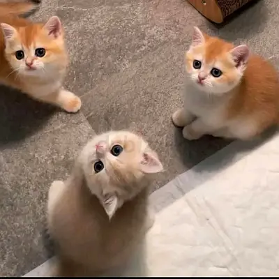 3 Friendly British Shorthair Kittens — Ready for New Homes
