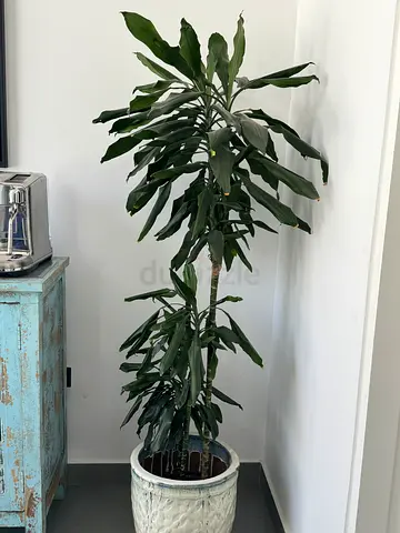 Tall Indoor Dracaena Plant in Excellent Condition- pot not included