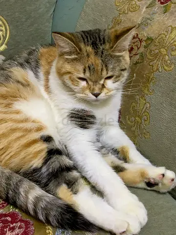 2 Friendly young female cat looking for a new home