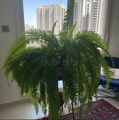 Boston Fern | Extra Large Mature Established Plant | Divides into 2 | 370AED