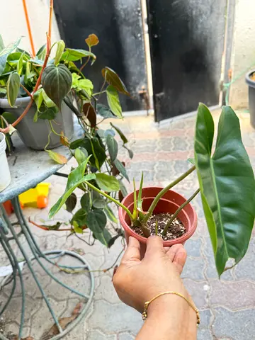 Small Philodendron/Houseplant Cuttings in Pot - Healthy Leaves