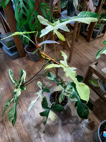 Florida beauty available. Aed300/- more than 10 leaves. Pickup near financial center metro