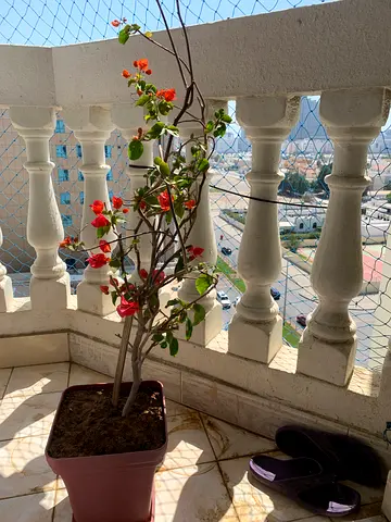 Potted flowering balcony plant - healthy bougainvillea