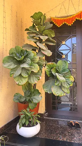 Large Fiddle Leaf Fig Plants in Pots - Healthy Indoor/Outdoor Greenery