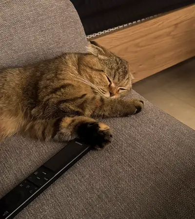 Friendly indoor tabby cat available for adoption (fre — calm and affectionate, comes with litter box