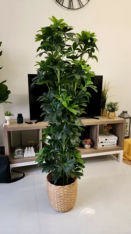 Tall Indoor Potted Greenery in Woven Basket