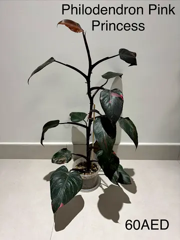 Philodendron Pink Princess - Healthy Indoor Plant (60 AED)