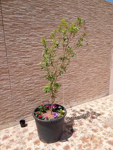 Lemon plant with flowers and fruits along with potted flowers, very large pot suitable for balcony
