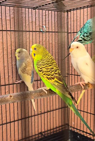 Budgies