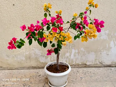 Bougainville Multihead Flowering Outdoor Plant