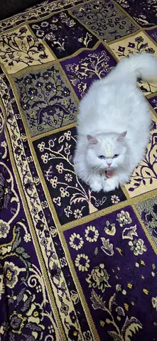 Adorable white kitten-Free adoption