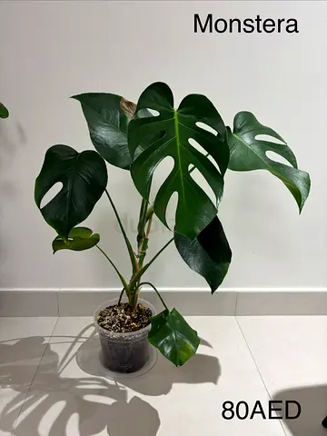 Monstera Deliciosa - 80 AED