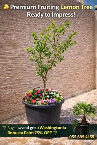 Lemon plant with flowers and fruits along with potted flowers, very large pot suitable for balcony