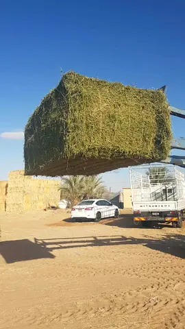 High Quality Alfalfa Hay - جت برسیم ممتاز 🌿🐪