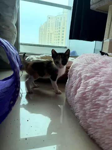 cute calico kitten for adoption