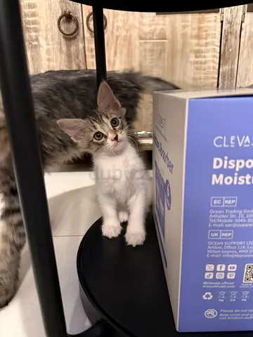 Kitten for free adoption