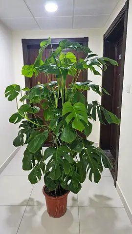 healthy Monstera 1.5m high available with free dlivery
