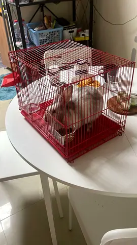 Rabbit/Bunny Cage