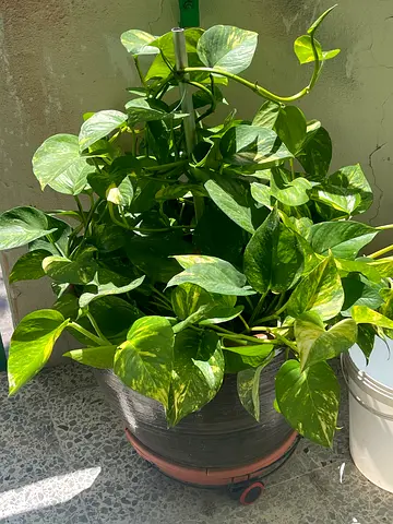 Money plant and unique pot