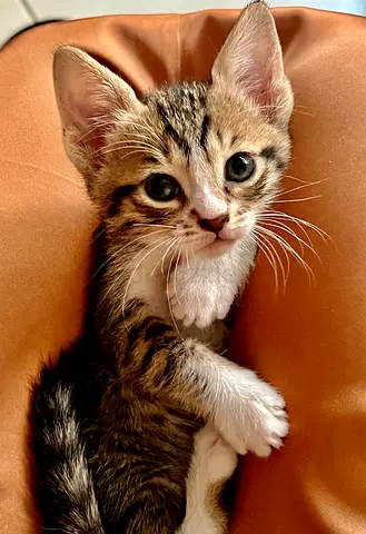 Free kittens adoption- 5 tabby kittens