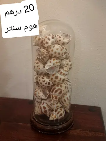 Decorative Glass Dome with Seashells - Ready to Display
