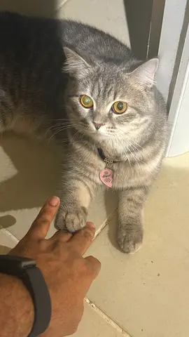 Cats for free adoption British short hair almost a year old full vaccinated  with records